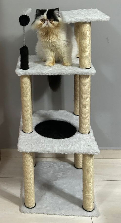 Cat Vienna Imagem 1