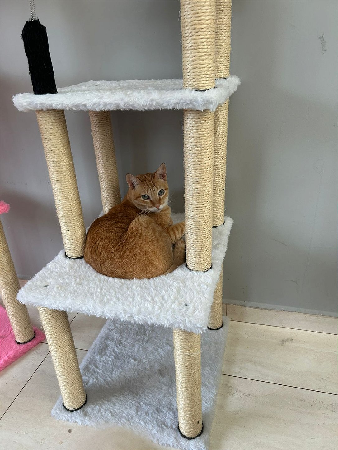 Cat Vienna Imagem 2