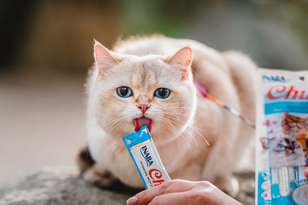 Churu Gatos - Imagem 1