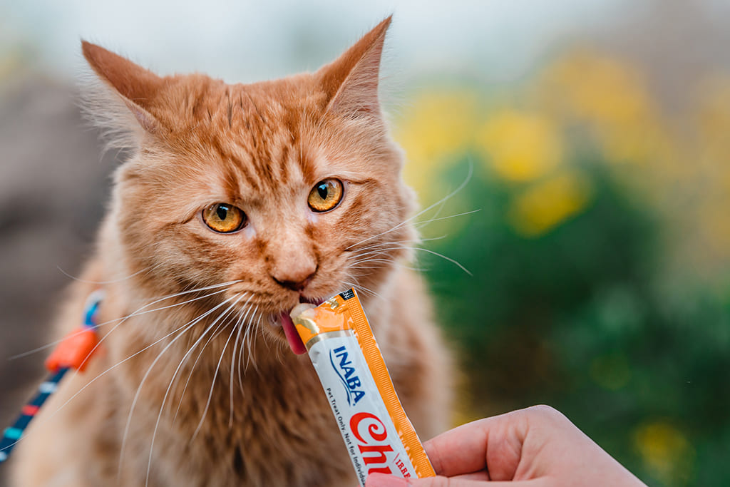 Churu Gatos - Imagem 3
