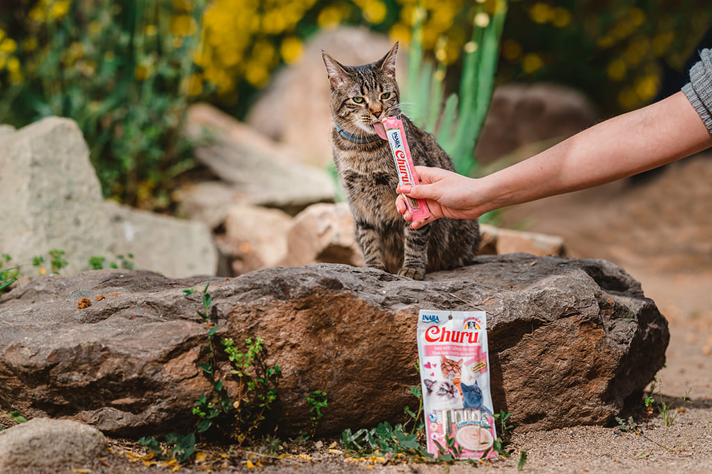 Churu Gatos - Imagem 2