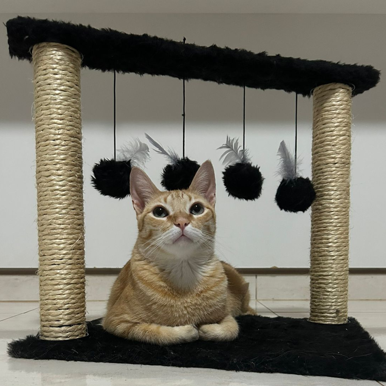 Cat Line imagem 3