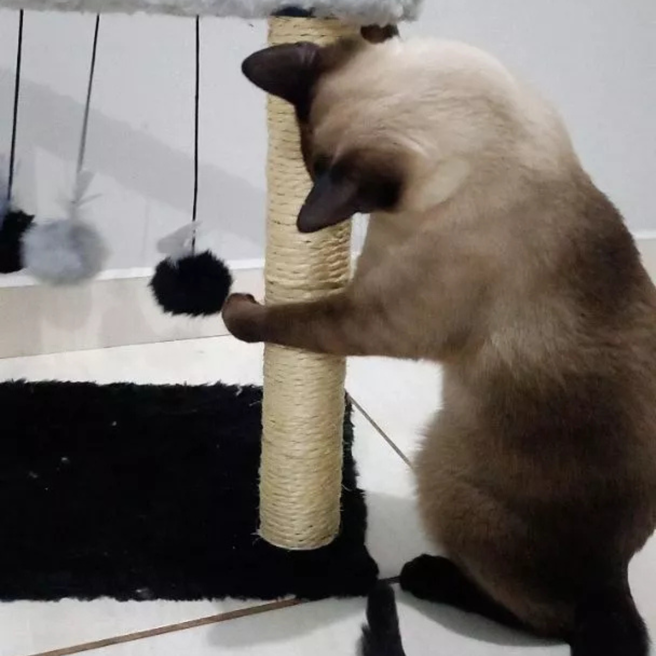 Cat Line imagem 2