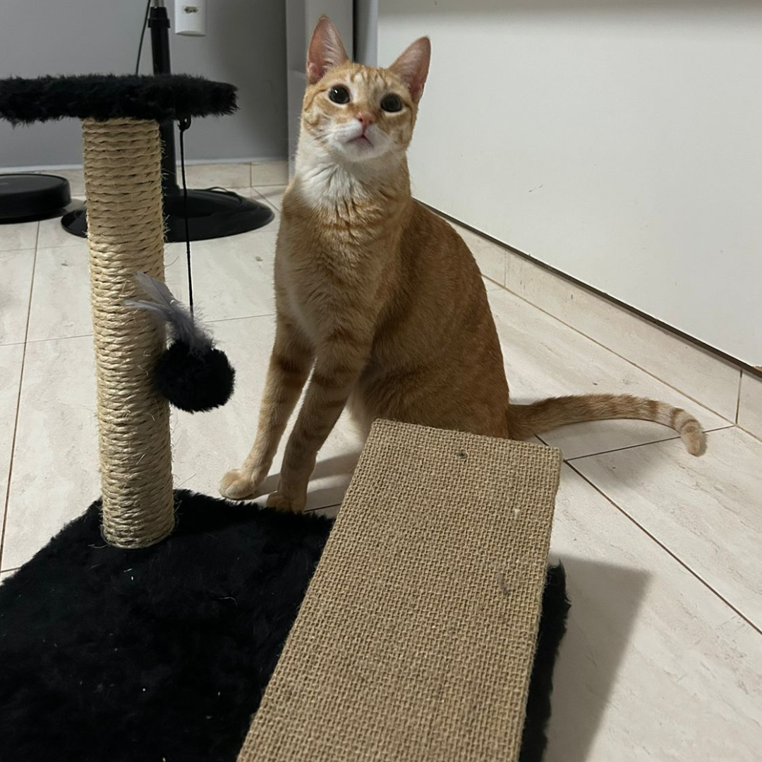 Recreio Cat 1