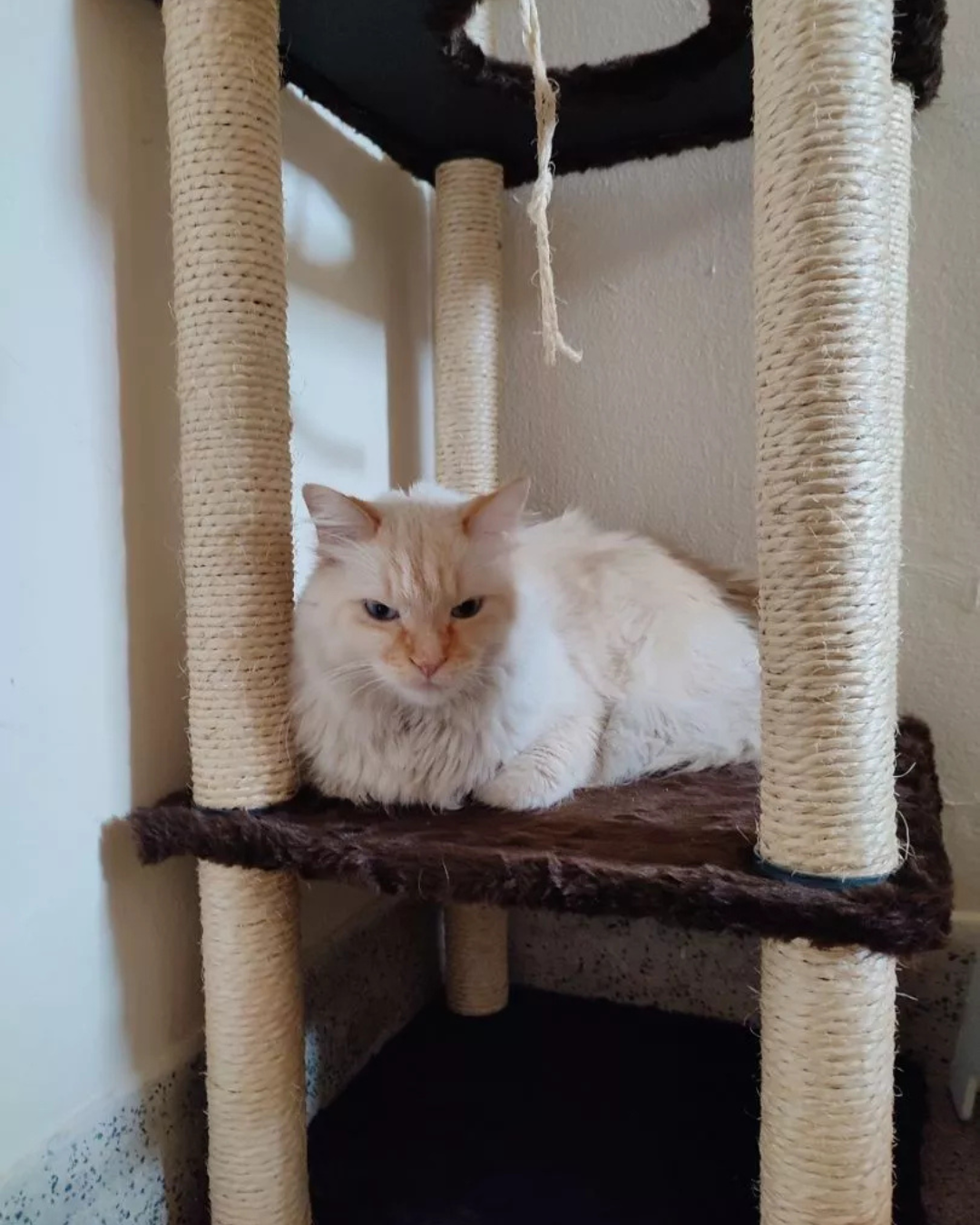 Cat Tower - Imagem 2