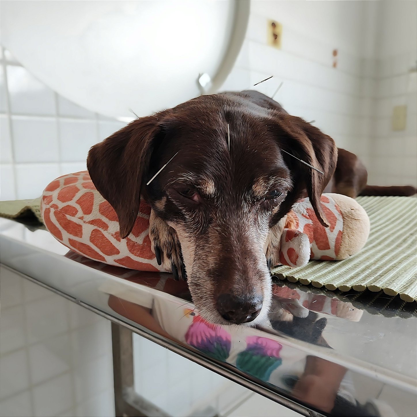 Acupuntura veterinária em cão ou gato