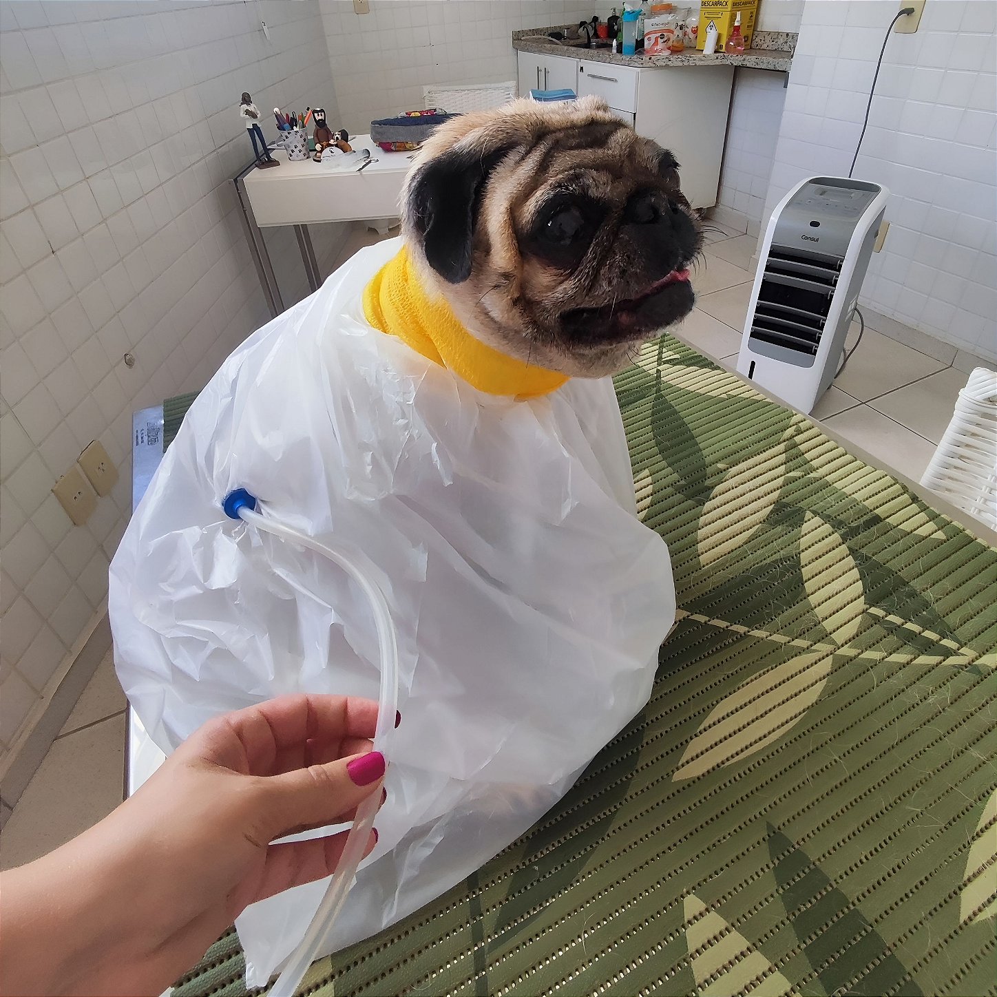 Ozonioterapia veterinária