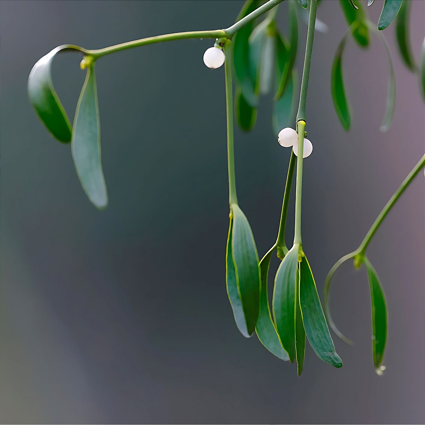 Terapia antroposófica veterinária com Viscum album