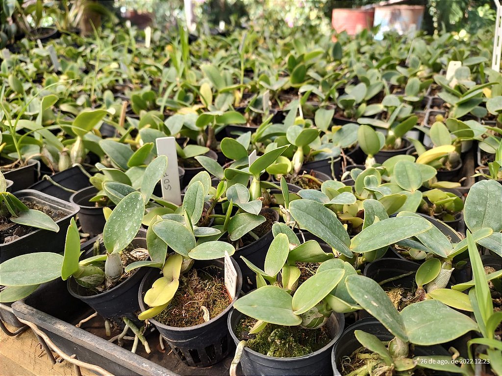 フロワティエドール　ピュラリテアルモワール Cattleya Nobilior Amaliae Morena dos Olhos azuis x Self