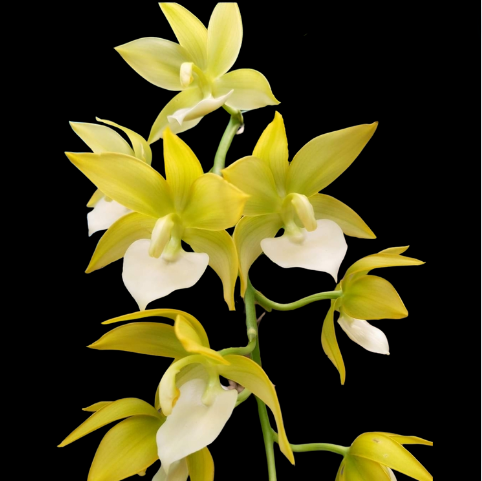 Cycnoche Lorraine Lee - Orquídario Durval Ferreira