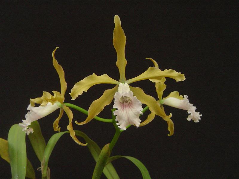 Laelia grandis - Orquídario Durval Ferreira