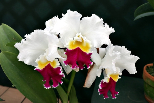 レア☆ キャロル コレット MOANALUA  GARDEN BLC. Melody Fair Carol x Mike Nagata - Orquídario Durval Ferreira