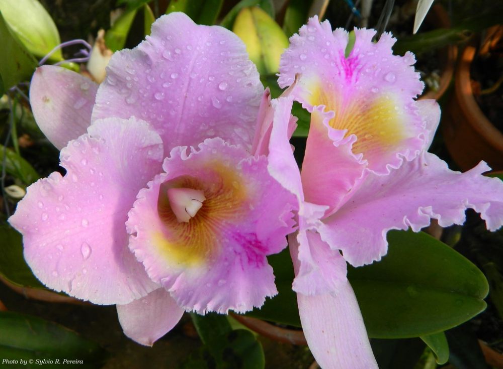 Cattleya Turandot Guaxupe x BC Horacio - Orquídario Durval Ferreira