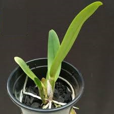Cattleya Turandot Guaxupe x BC Horacio - Orquídario Durval Ferreira