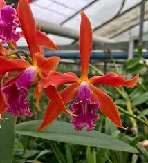 Laelia (tenebrosa x millerii) - Orquídario Durval Ferreira