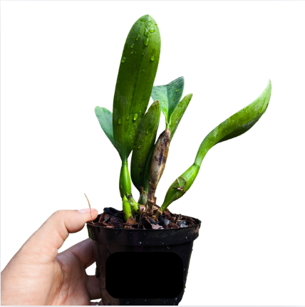 Orquidea Cattleya Chocolate Dropp - Orquídario Durval Ferreira