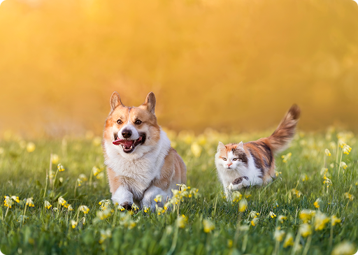 Cães Felizes - Chef Bartho