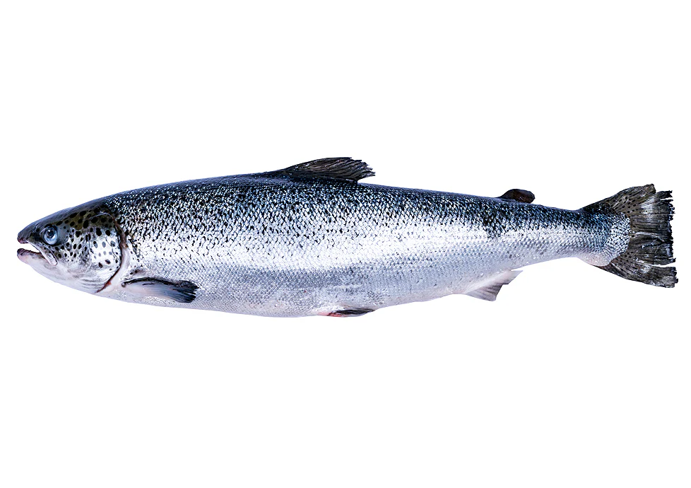 Peixe