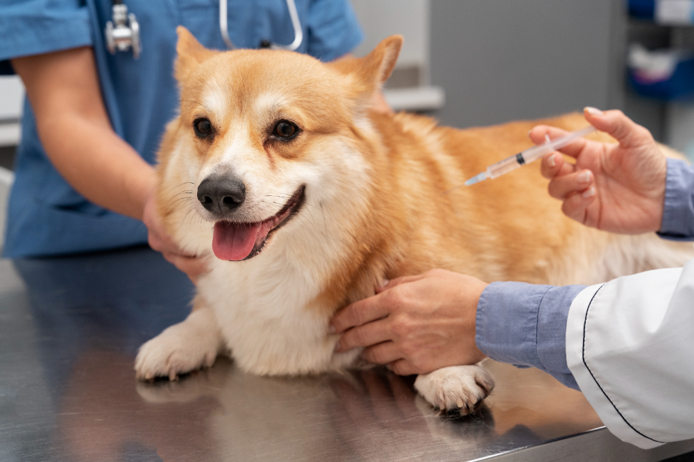 Veterinária aplicando vacina em um cachorro na mesa