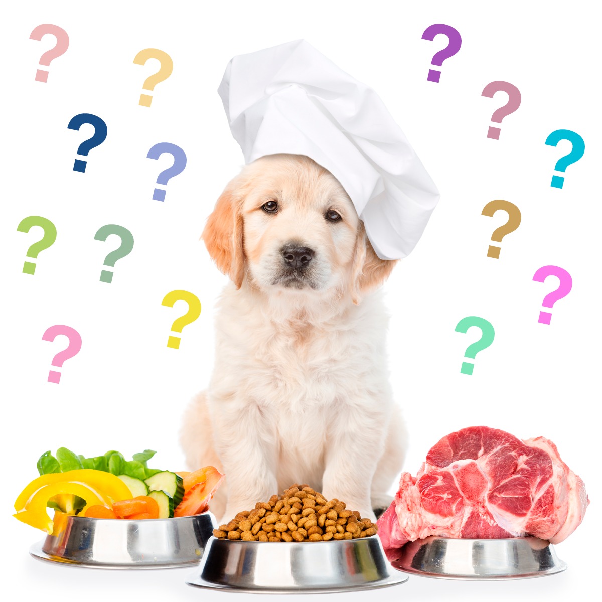 Prato com alimentos saudáveis para pets