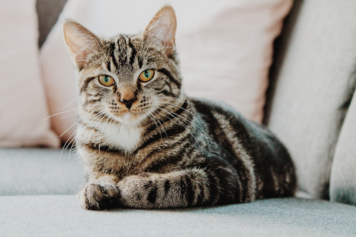 Gato apoiando a pata em uma mão humana