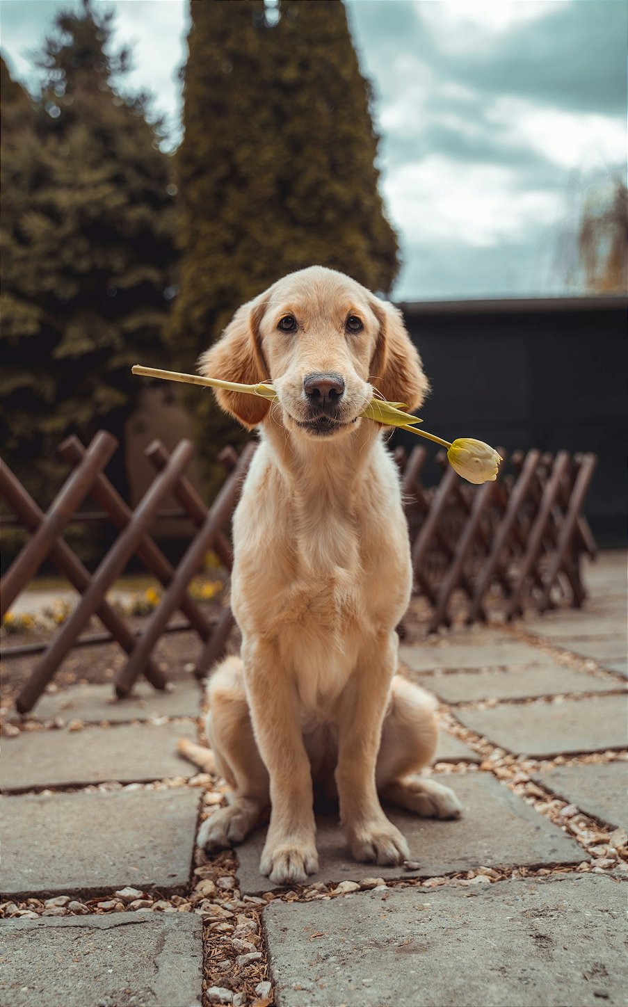 Cachorro com flor no focinho, representando um novo pet