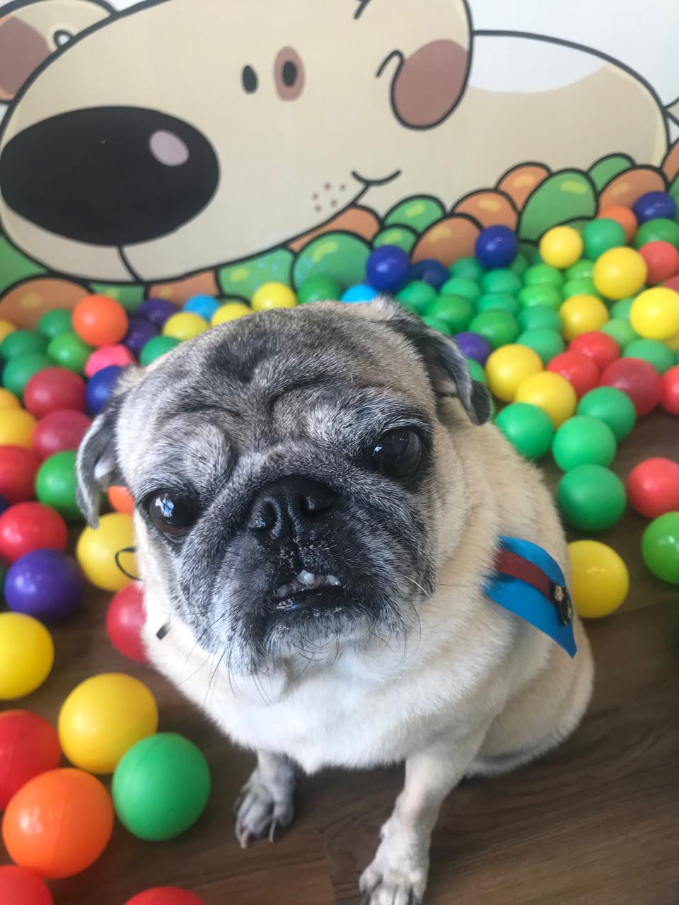 Cão em espaço acolhedor