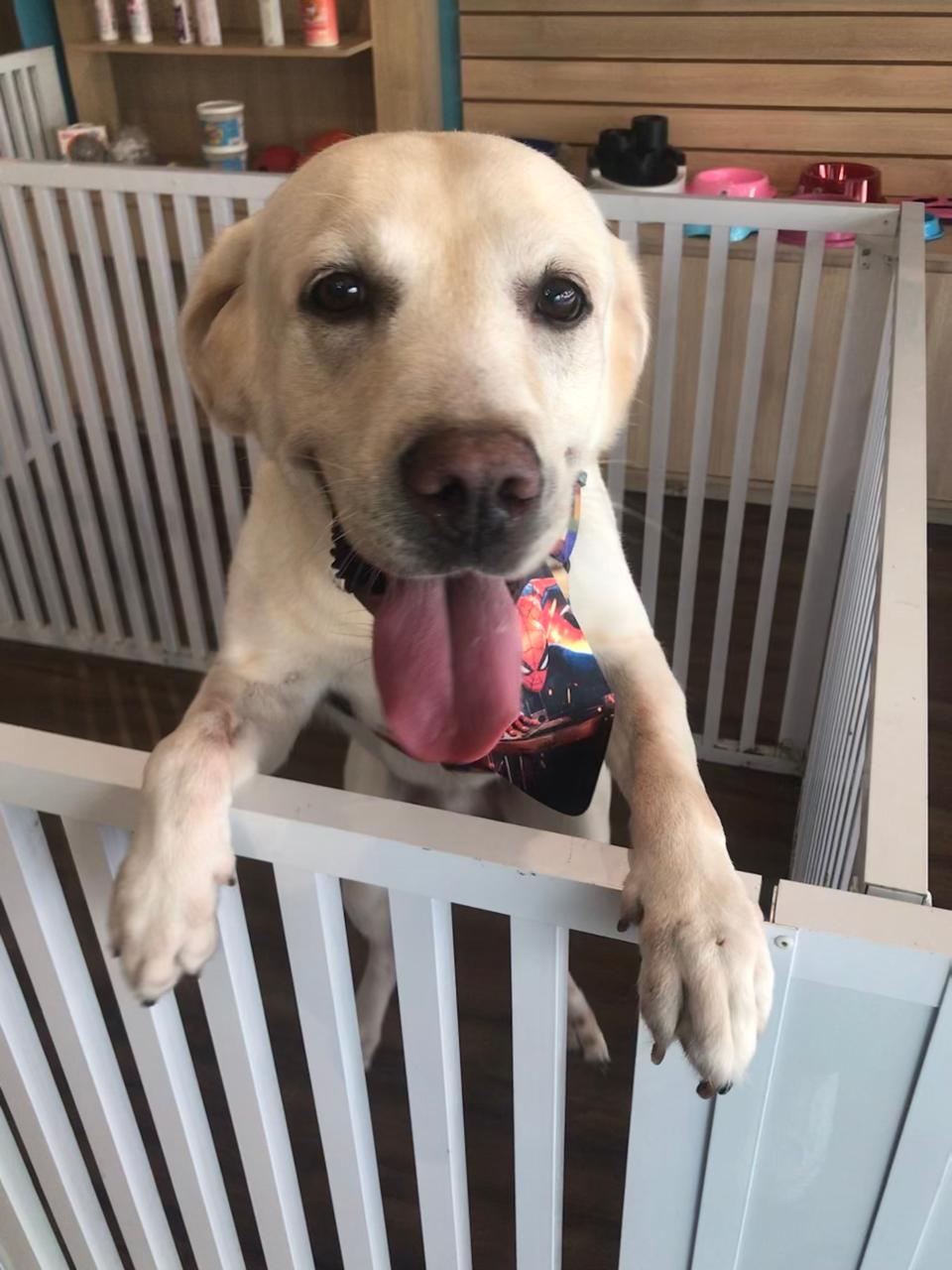 Pet recebendo atenção