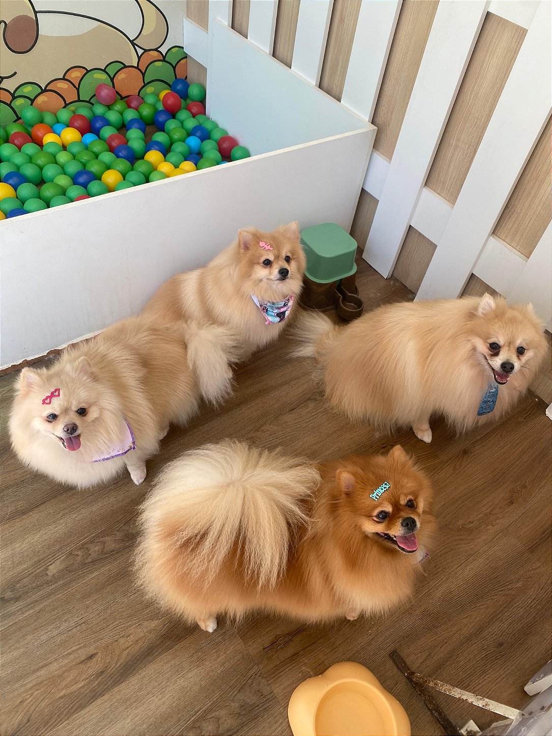 Cão em ambiente interno