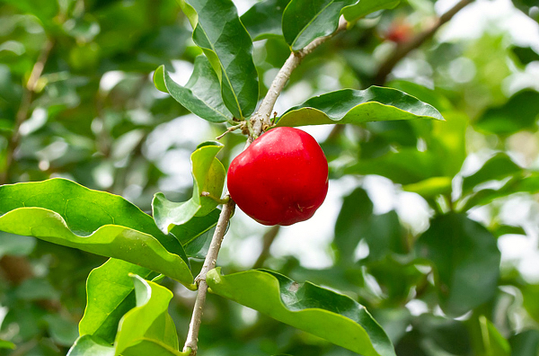 ACEROLA COMUM (Malpighia emarginata) - Muda com até 60 cm