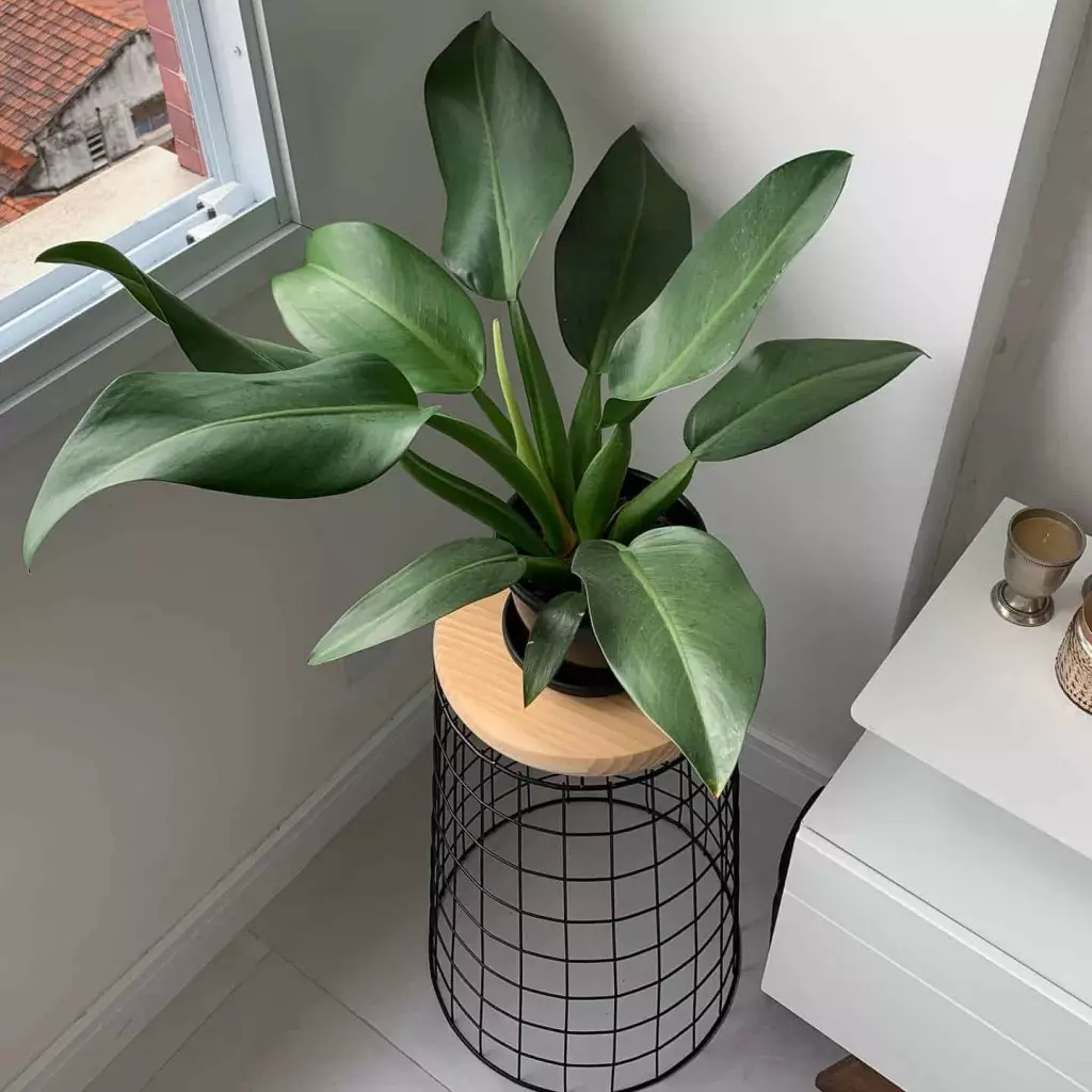 PACOV (Philodendron martiaum) - Pote 11 - Rebrotar Plantas