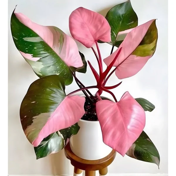 FILODENDRO PINK PRINCESS (Philodendron erubescens 'Pink Princess