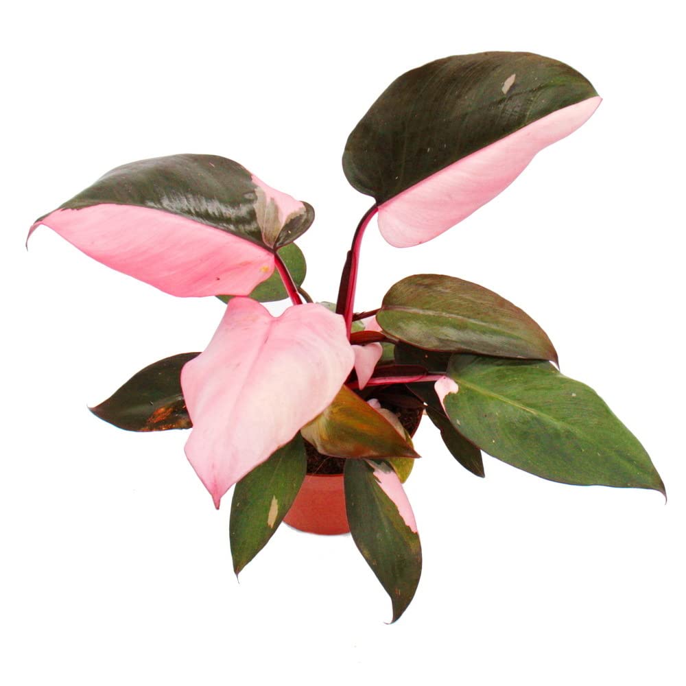 FILODENDRO PINK PRINCESS (Philodendron erubescens 'Pink Princess