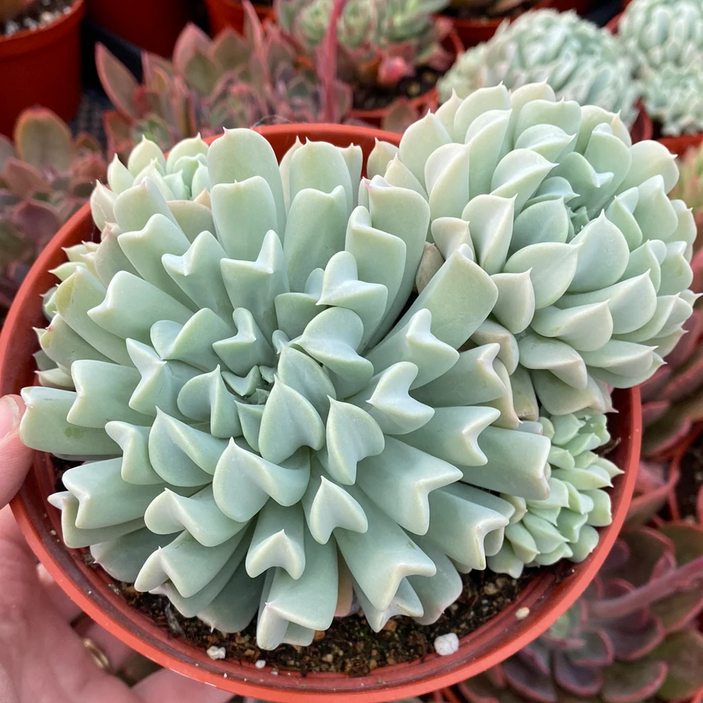 Echeveria Runyonii 'Topsy Turvy' - Rebrotar Plantas