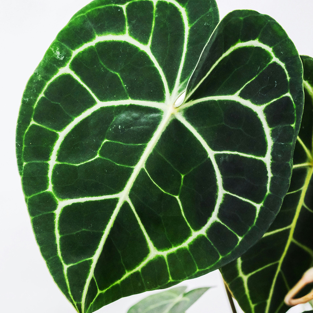 Anthurium crystallinum - Rebrotar Plantas