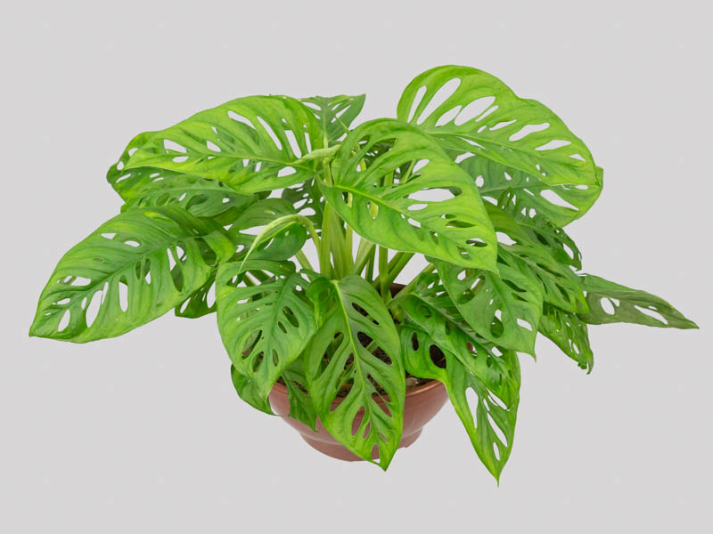COSTELA DE EVA ou Monstera adansonii - Cuia 21 - Rebrotar Plantas