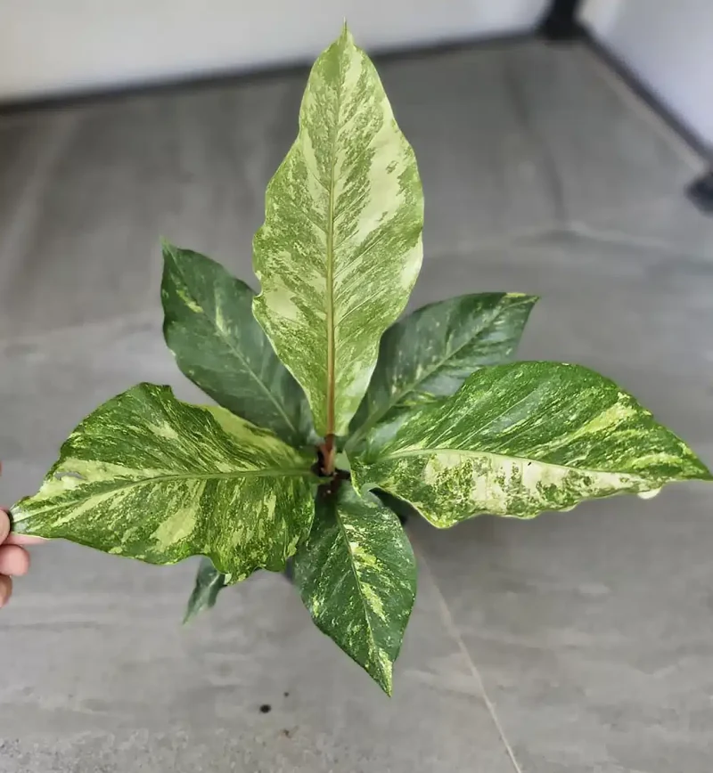 Anthurium hookeri 'variegata' - Rebrotar Plantas