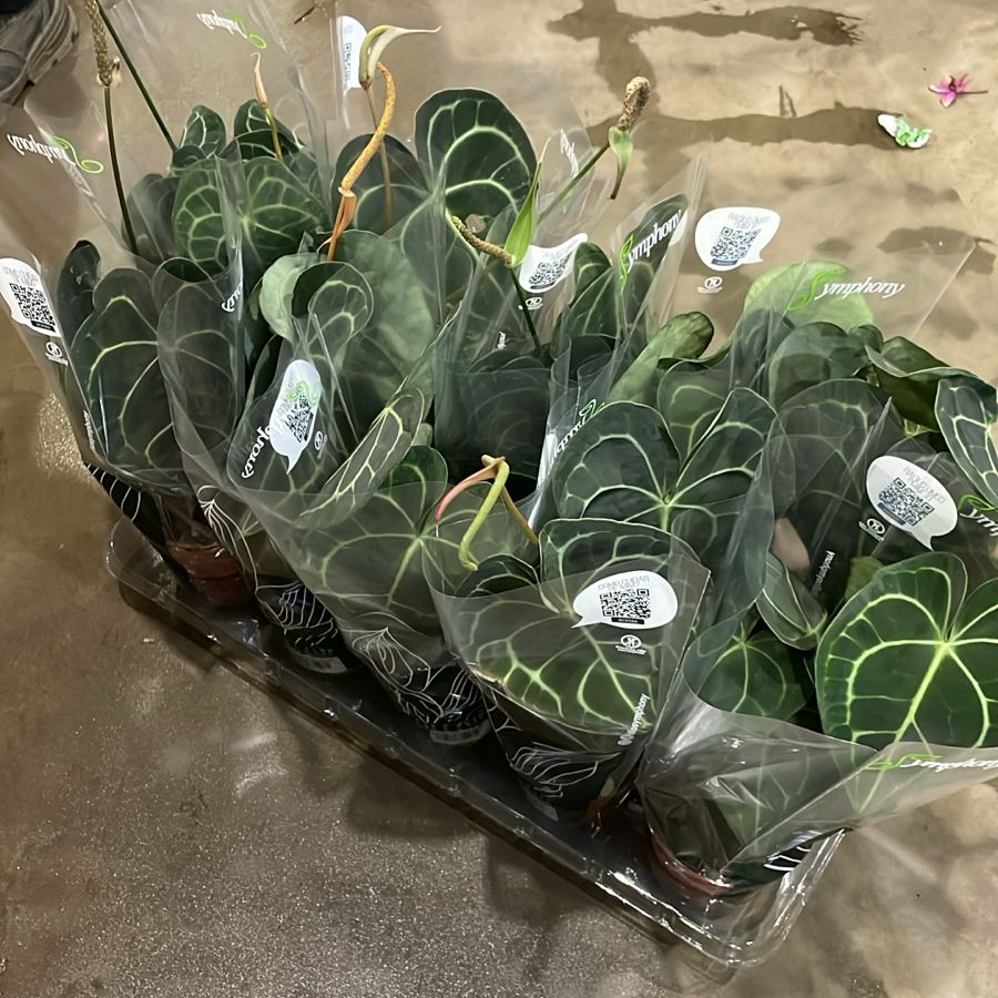 Anthurium Clarinervium - Rebrotar Plantas