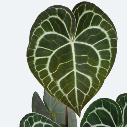 Anthurium Clarinervium - Rebrotar Plantas