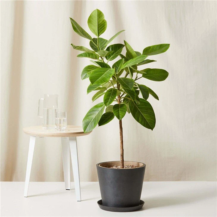 Ficus Altissima - P17 - Rebrotar Plantas