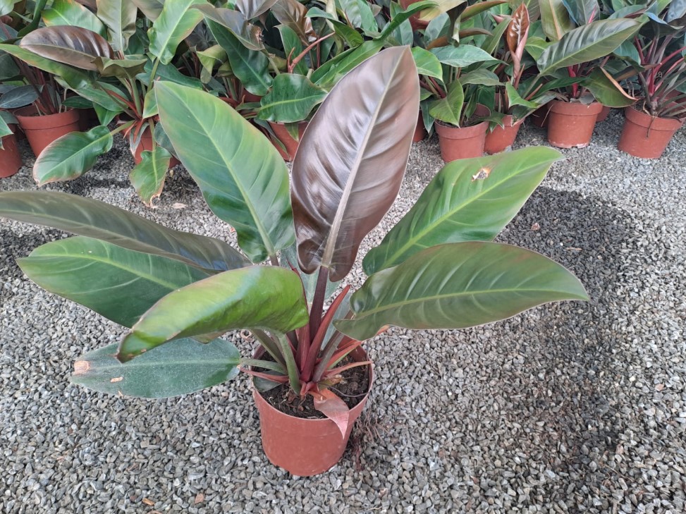 FILODENDRO IMPERIAL RED (Philodendron Erubescens Imperial) - Rebrotar  Plantas