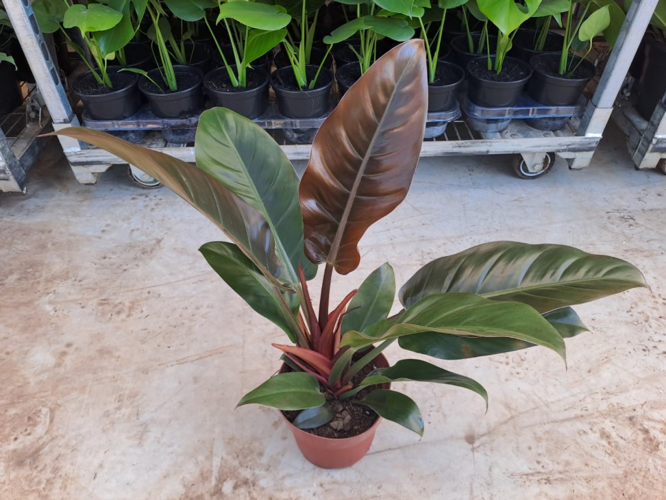 FILODENDRO IMPERIAL RED (Philodendron Erubescens Imperial) - Rebrotar  Plantas