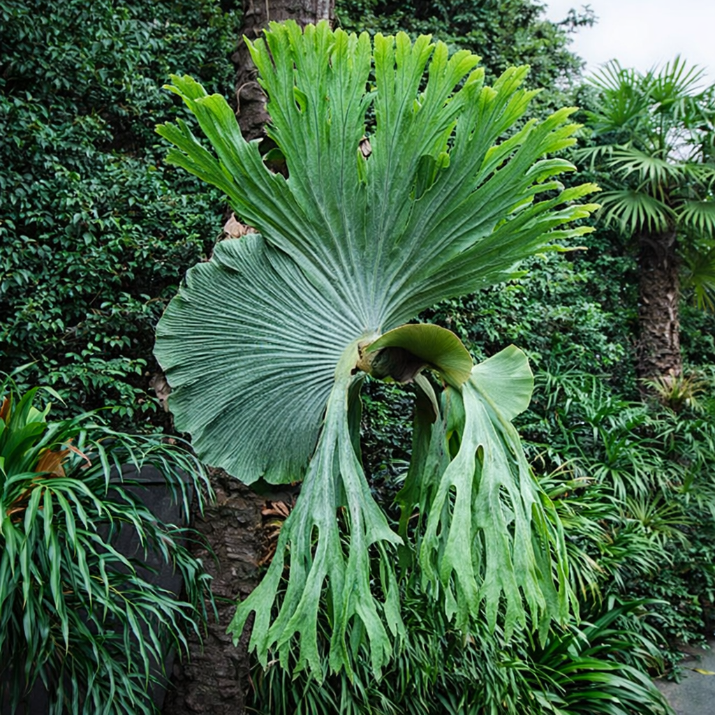 CHIFRE SUPERBUM (Platycerium Superbum) - Pote 15 - Rebrotar Plantas