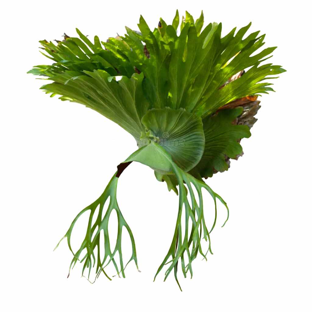 Platycerium【Group-BS】 CHIFRE SUPERBUM (Platycerium Superbum) - Pote 15 - Rebrotar Plantas
