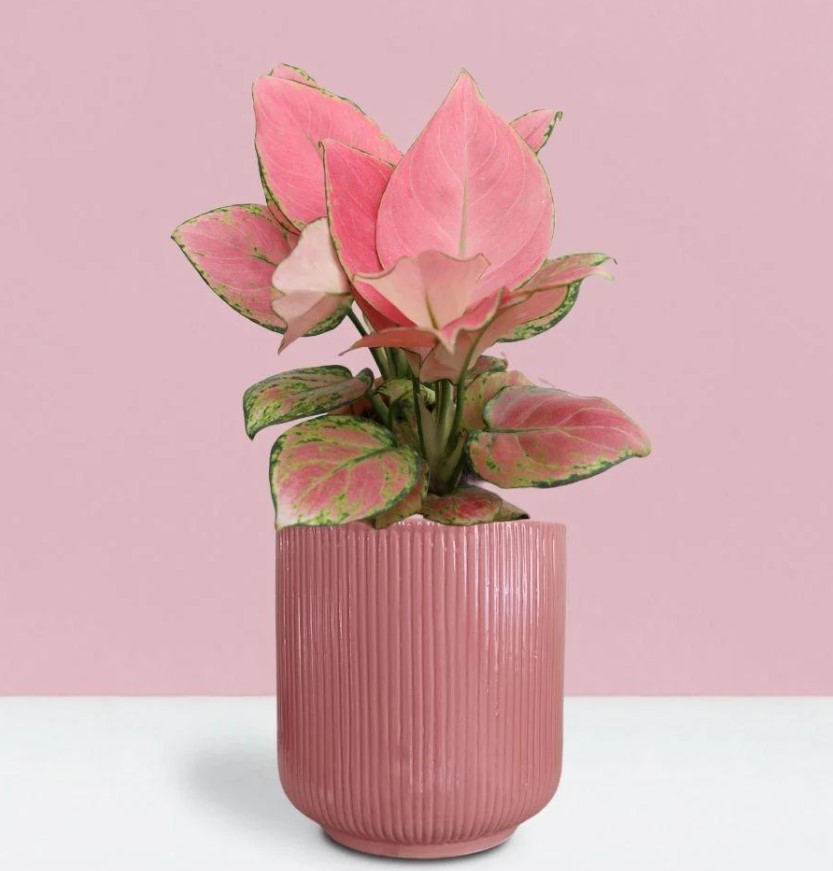 512 PINKHOUSE ma-1 ストロベリー　ジャム　ラズベリー　派手 Aglaonema Rosy - P12 - Rebrotar Plantas