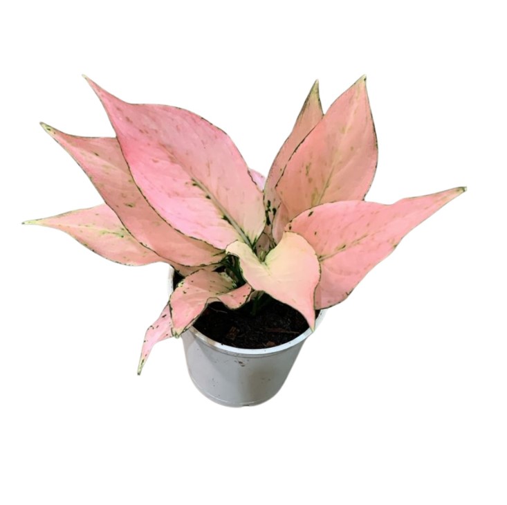 512 PINKHOUSE ma-1 ストロベリー　ジャム　ラズベリー　派手 Aglaonema Rosy - P12 - Rebrotar Plantas