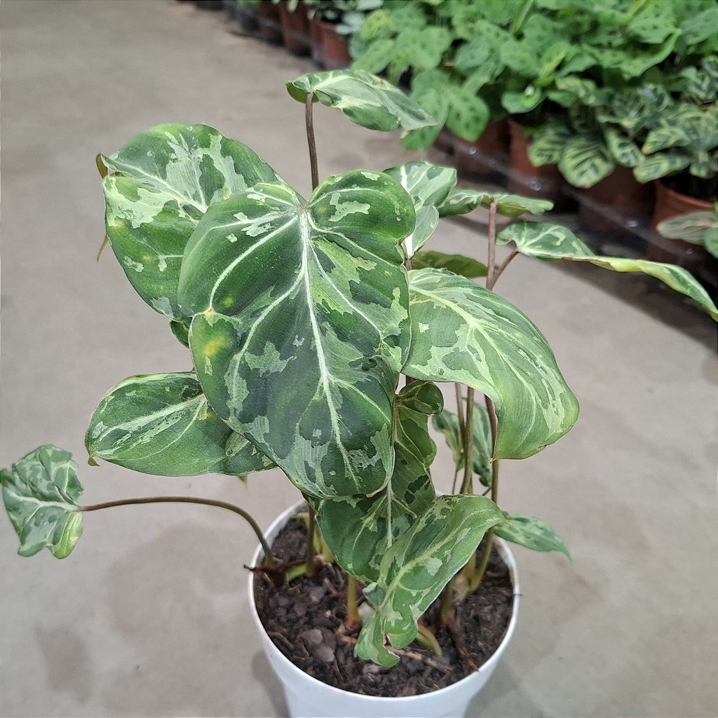 philodendron velvet Velvet Heartleaf Philodendron (Philodendron Micans ) – Happy Sunrize main image 1