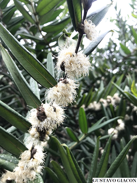 CABELUDINHA ou JABUTICABA AMARELA (Myrciaria glazioviana) - Muda