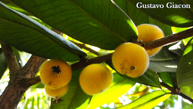 CABELUDINHA ou JABUTICABA AMARELA (Myrciaria glazioviana) - Muda