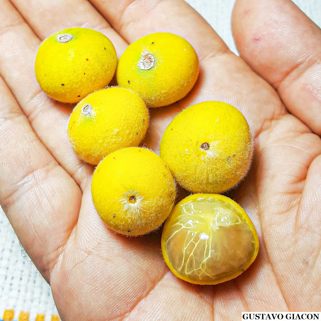 CABELUDINHA ou JABUTICABA AMARELA (Myrciaria glazioviana) - Muda